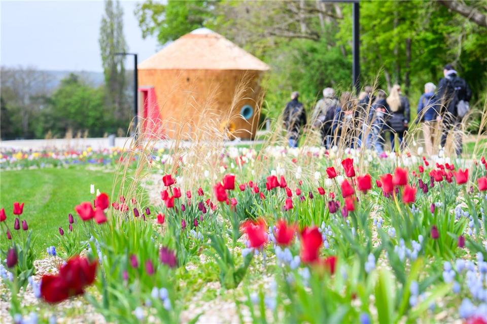 Die ersten Blüten sind auf dem Gelände in Bad Nenndorf bereits zu sehen.Julian Stratenschulte/dpa