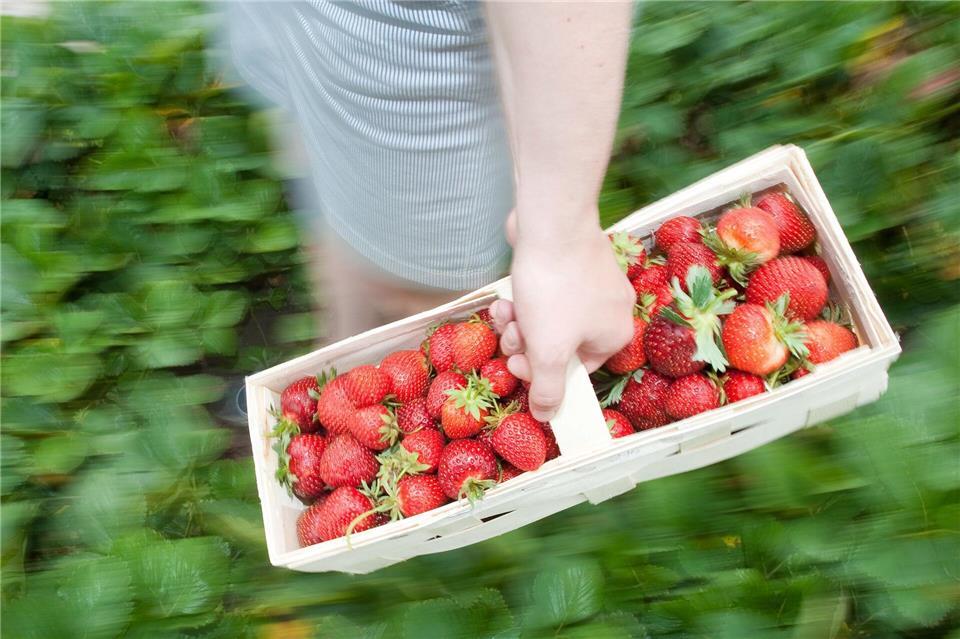 Die ersten Erdbeeren können geerntet werden. picture alliance/dpa/dpa-tmn