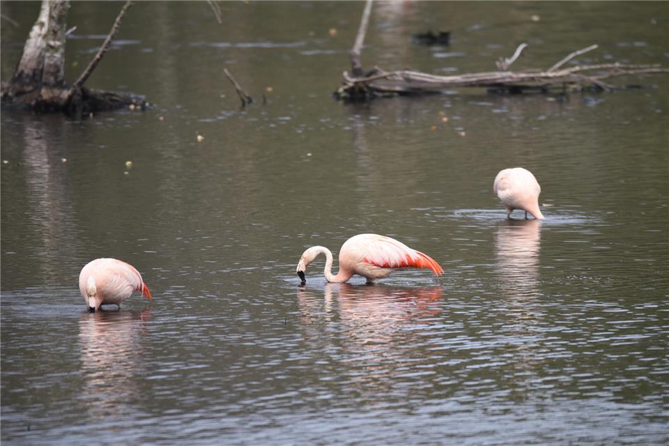 Die ersten Flamingos sind im Zwillbrocker Venn angekommen.