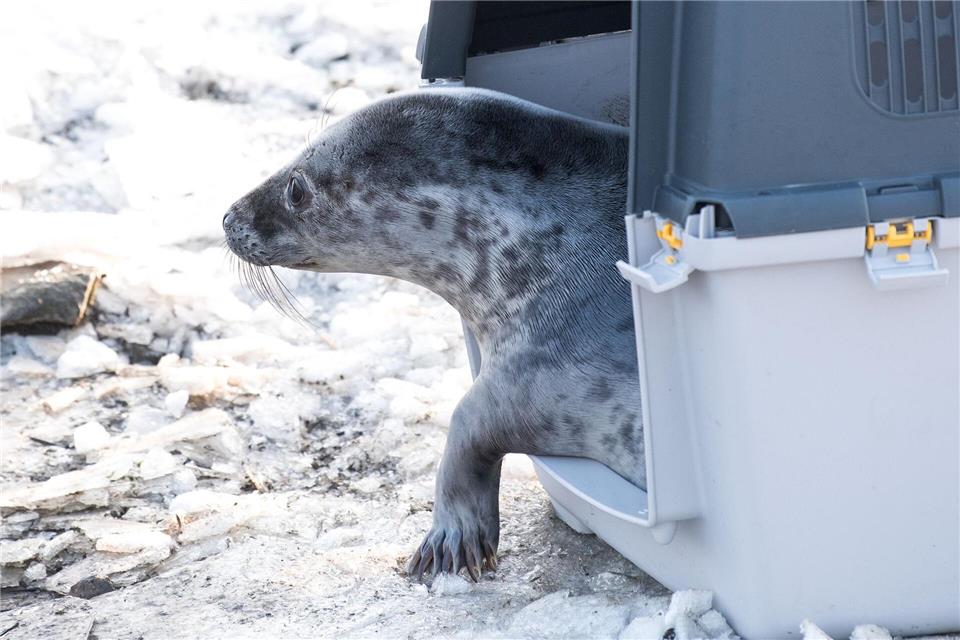 Die ersten Kegelrobbenheuler der Saison sind ausgewildert worden.Daniel Bockwoldt/dpa