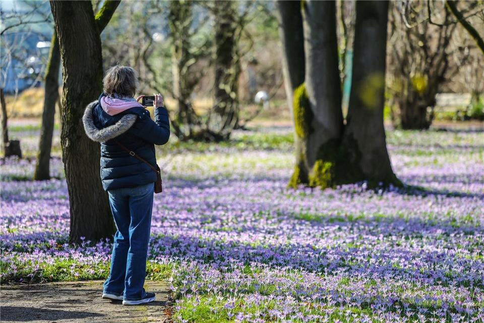 Die ersten Krokusse blühen bereits.Oliver Berg/dpa