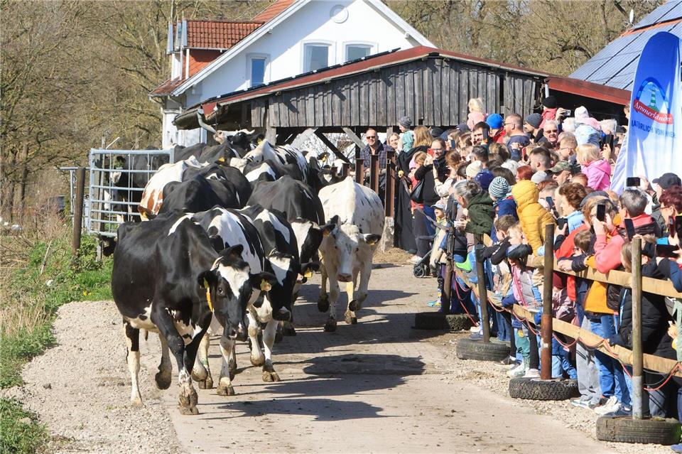 Die ersten Kühe verlassen den Stall und laufen hinaus auf die Weide.Christian Butt/dpa