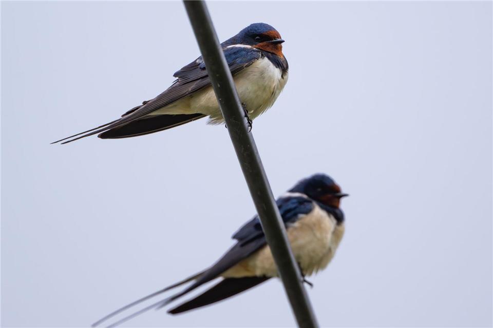 Die ersten Schwalben sind aus ihrem Winterquartier nach Thüringen zurückgekehrt. (Archivbild)Patrick Pleul/dpa