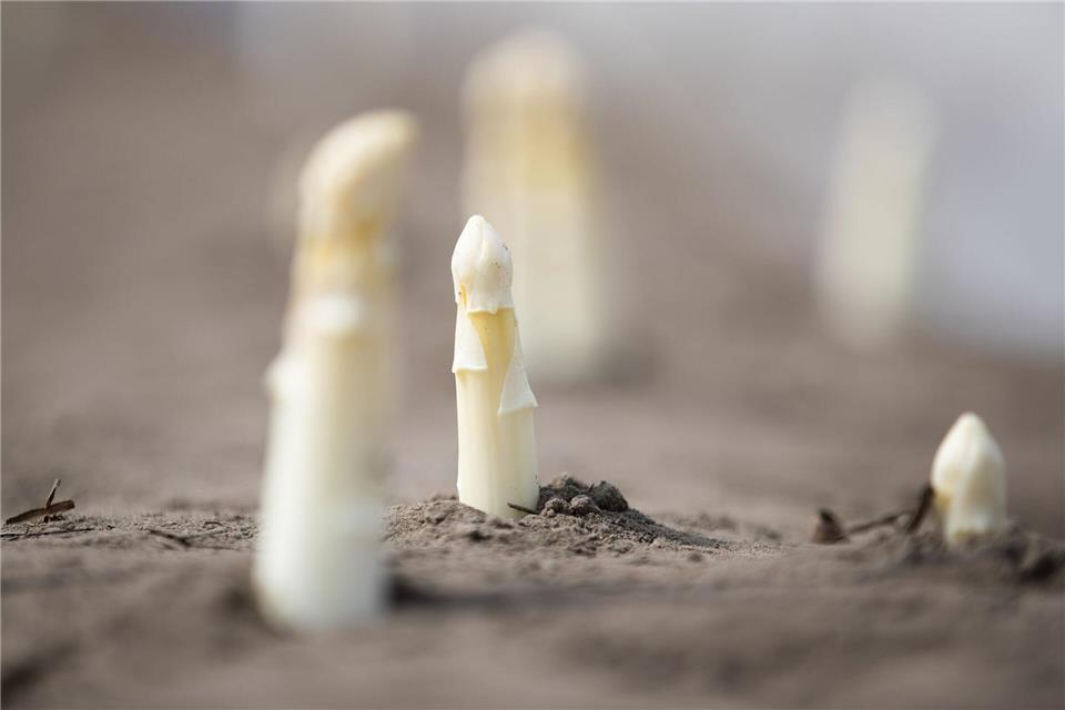 Die ersten Spargelstangen könnten bald aus dem Boden kommen. (Archivbild)Friso Gentsch/dpa