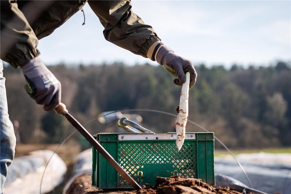 Die ersten bayerischen Spargelhöfe haben mit der Ernte begonnen.Daniel Karmann/dpa