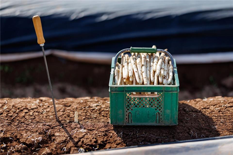 Die ersten bayerischen Spargelhöfe haben mit der Ernte begonnen.Daniel Karmann/dpa