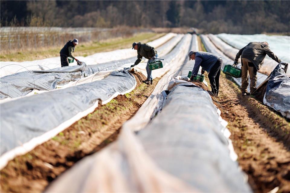 Die ersten bayerischen Spargelhöfe haben mit der Ernte begonnen.Daniel Karmann/dpa