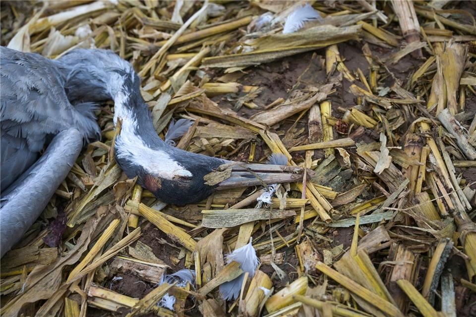 Vogelgrippe: Erste Sperrzone eingerichtet Die ersten mit Vogelgrippe infizierten Tiere waren Kraniche. Heiko Rebsch/dpa