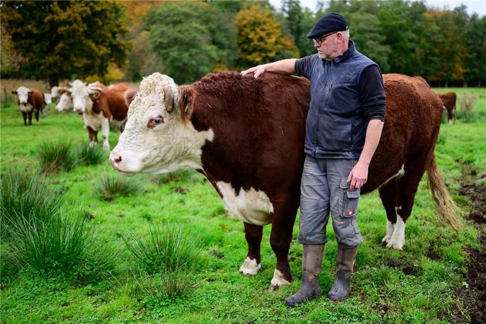 Die etwa 200 Rinder stehen an 365 Tagen im Jahr im Landkreis Uelzen draußen.Philipp Schulze/dpa