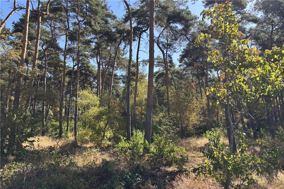 Die extreme Trockenheit verbunden mit den Hitzewellen macht auch der Erler Heide und der Üfter Mark sehr zu schaffen. Tagelanger Landregen ist nach Angaben der Förster nötig, um die Situation erkennbar zu entschärfen.