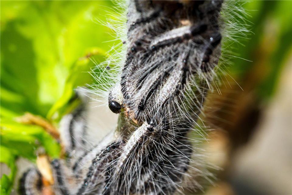 Die feinen Brennhaare der Eichenprozessionsspinner können leicht brechen und vom Wind über weite Strecken verbreitet werden. (Symbolbild)Soeren Stache/dpa