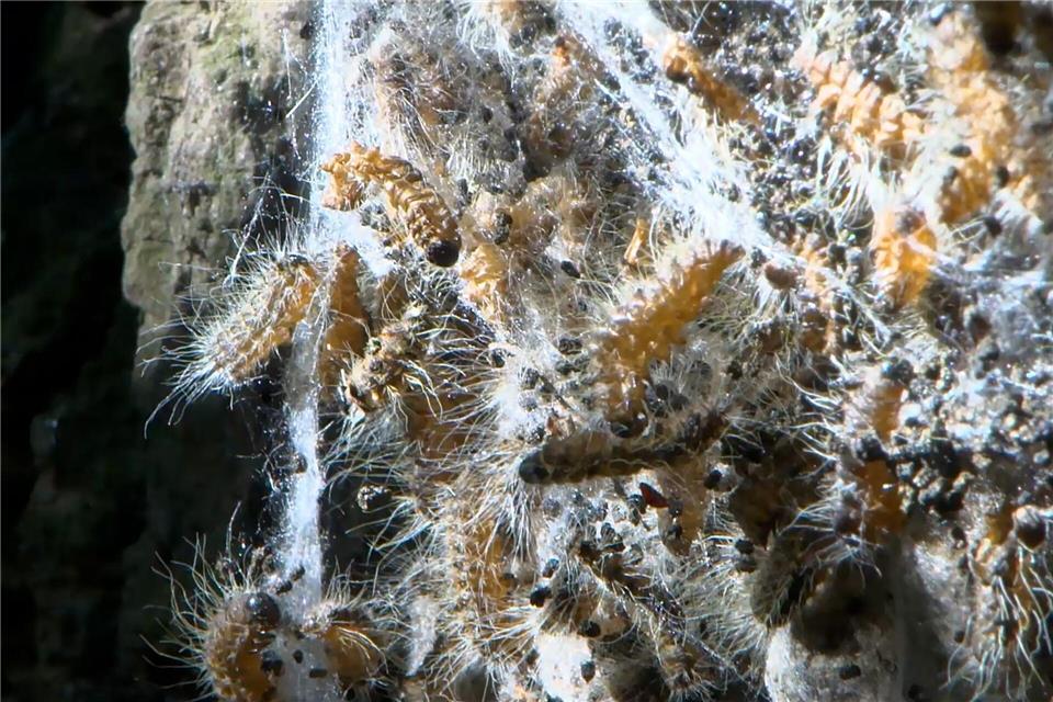 Die feinen Haare des Prozessionsspinners enthalten ein Nesselgift, das Beschwerden auslösen kann - hier ein Nest an einem Baum am Waidsee. René Priebe/dpa