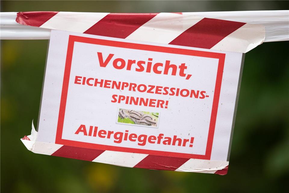 Die feinen und giftigen Haare der Raupe können beim Menschen starke Reaktionen auslösen. (Archivbild)Friso Gentsch/dpa