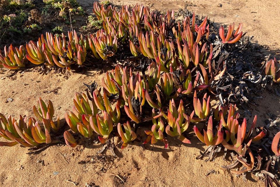 Die fleischigen Blätter der Mittagsblume färben sich im Herbst rot. Der eingewanderte Bodendecker schützt viele Küsten in Spanien und Portugal vor Erosion.Friedemann Kohler/dpa
