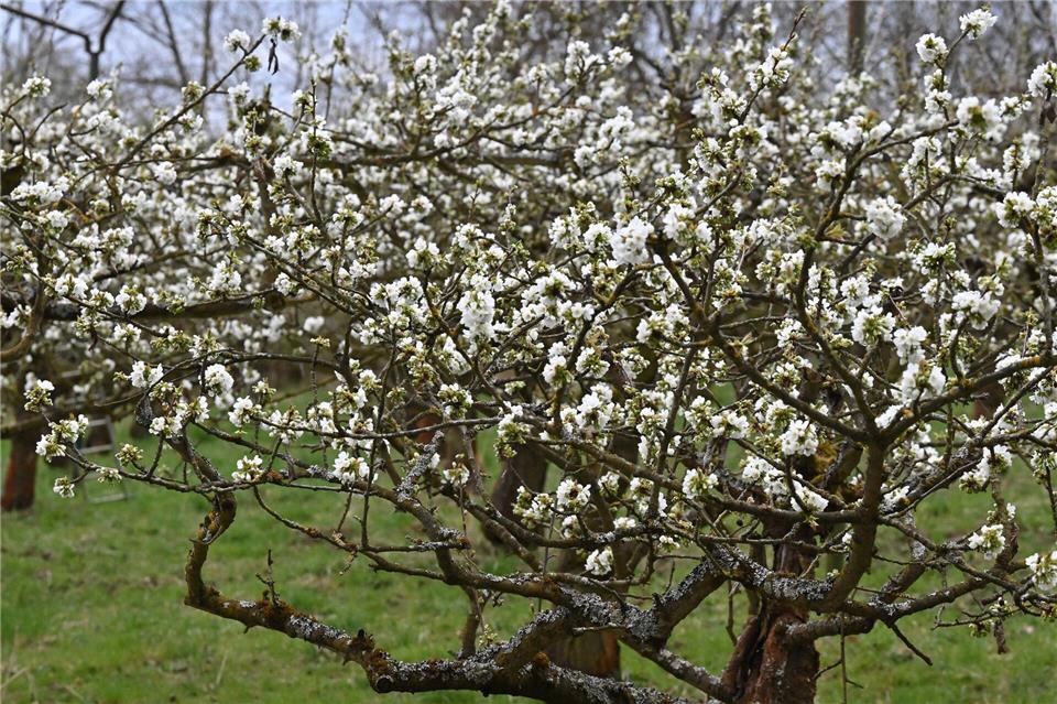 Die frühen Kirschsorten und die Wildkirschen blühen bereits. Swen Pförtner/dpa