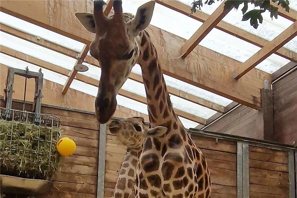 Leipziger Giraffennachwuchs heißt Moya Die fünfjährige Giraffe Tamika brachte Ende Juli ihren Nachwuchs zur Welt. (Archivbild)Zoo Leipzig/dpa