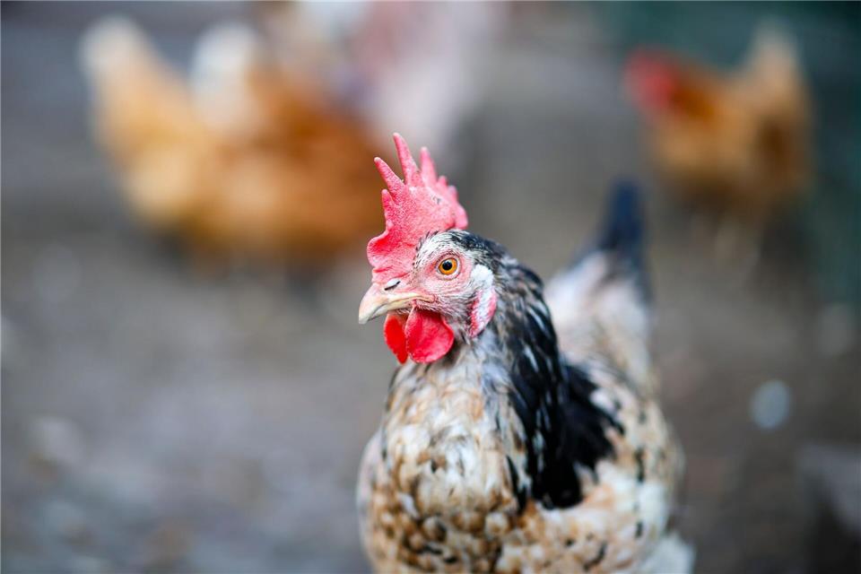 Die gefiederten Parkbesucher warten im Tierheim Haßloch auf ihre Abholung. (Symbolbild)Christoph Reichwein/dpa