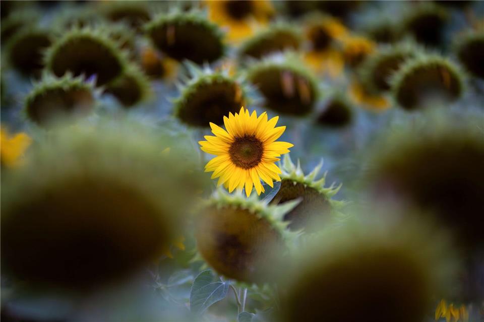 Die gelben Zungenblüten einer Sonnenblume strahlen zwischen weiteren bereits abgeblühten Sonnenblumen in Dittersbrunn. Pia Bayer/dpa