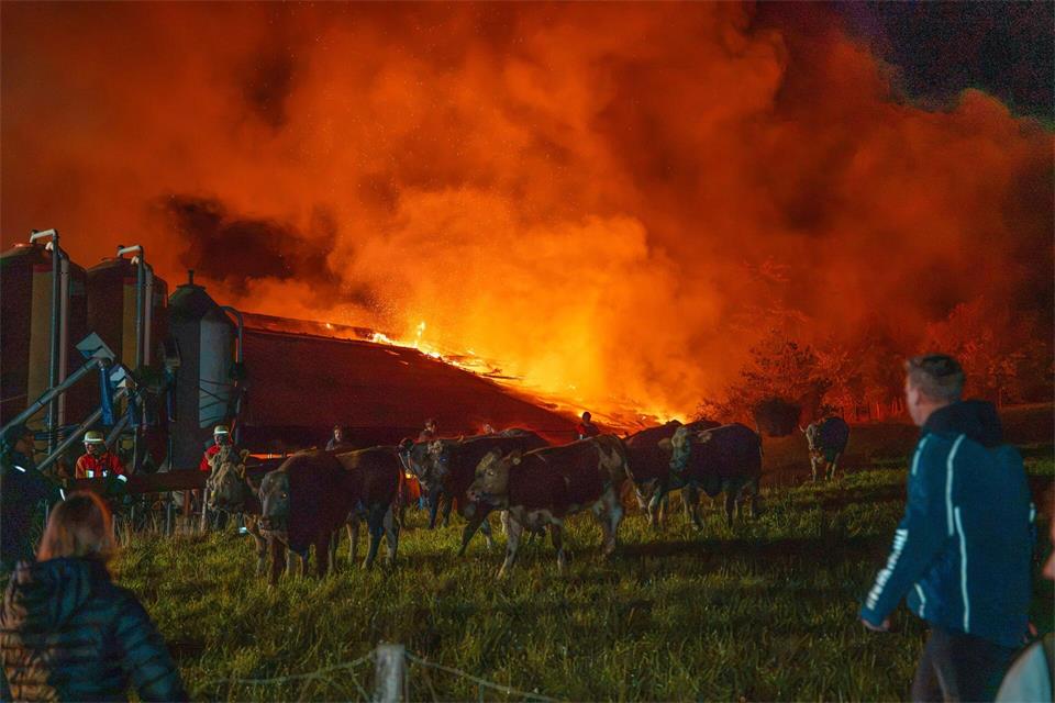 Die geretteten Kühe stehen auf einer Wiese bei dem brennenden Stall. Lars Haubner/NEWS5/dpa