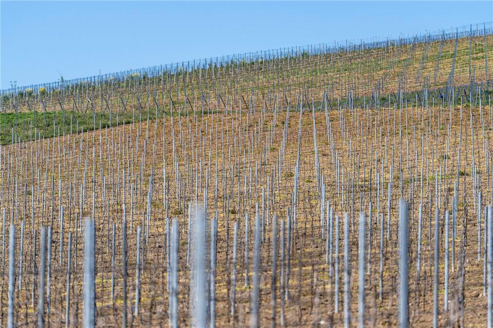 Die gesamte Rebfläche in Deutschland wird kleiner. (Symbolbild)Andreas Arnold/dpa