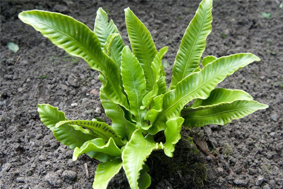 Die glänzenden Blätter des Hirschzungenfarns entfalten sich wie eine Zunge.Andrea Warnecke/dpa-tmn