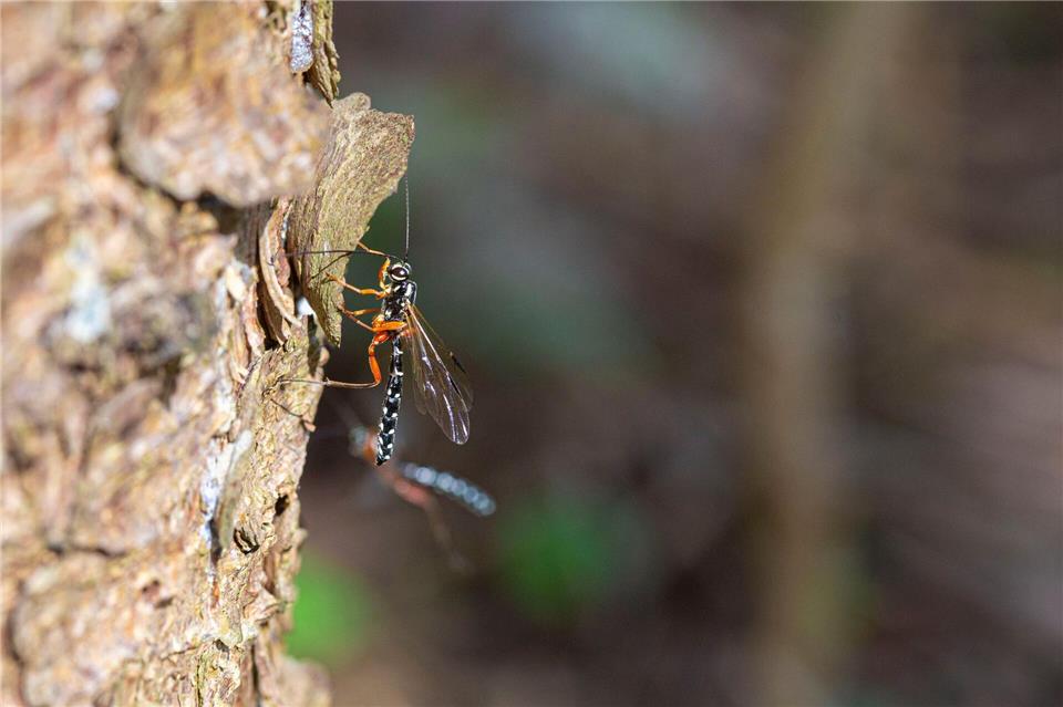 Die grazile Holzwespen-Schlupfwespe wird „Insekt des Jahres“ 2025.Noah Meier/Senckenberg Gesellschaft für Naturforschung/dpa
