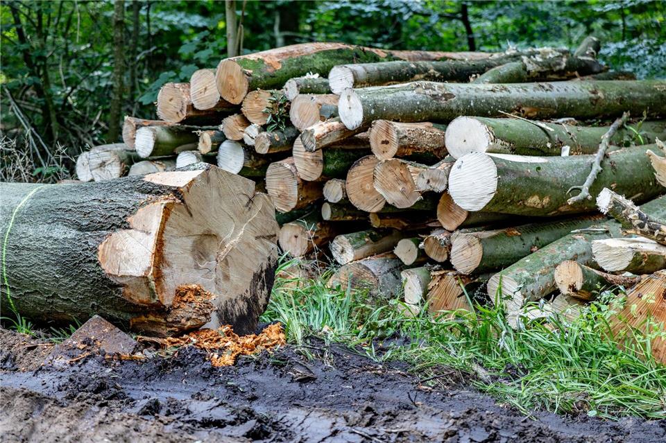 Die größere Holzerntemenge beruht auf einem stärkeren Einschlag von Laubbäumen. (Symbolbild)Axel Heimken/dpa