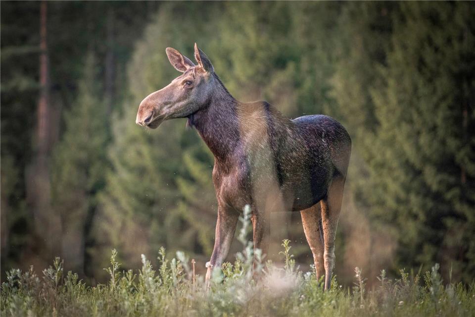 „Die große Elchwanderung“ wird millionenfach gestreamt.Anders Strömquist/Den stora älgvandringen/Sveriges Television/dpa