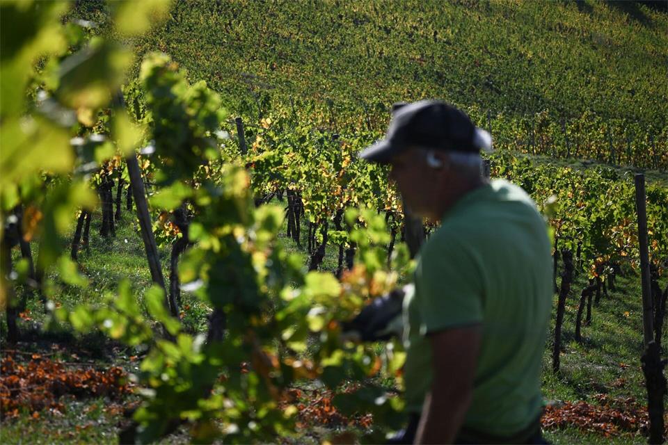 Die große Hitze und Trockenheit sorge für drastische Ernteeinbußen, teilte der Baden-Württembergische Genossenschaftsverband mit.Marijan Murat/dpa