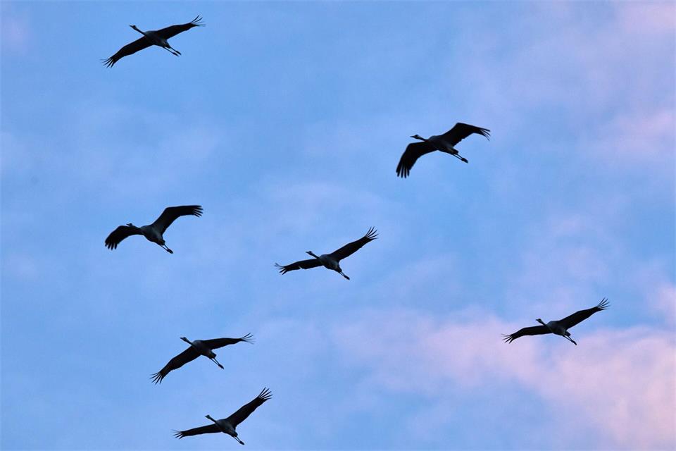 Die großen Vögel ziehen mittlerweile im Schnitt nicht mehr ganz so weit in den Süden wie früher.Jens Büttner/dpa