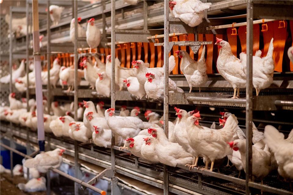 Die häufigste Haltungsform für Hühner in Brandenburg bleibt die Bodenhaltung. (Symbolbild)Hauke-Christian Dittrich/dpa