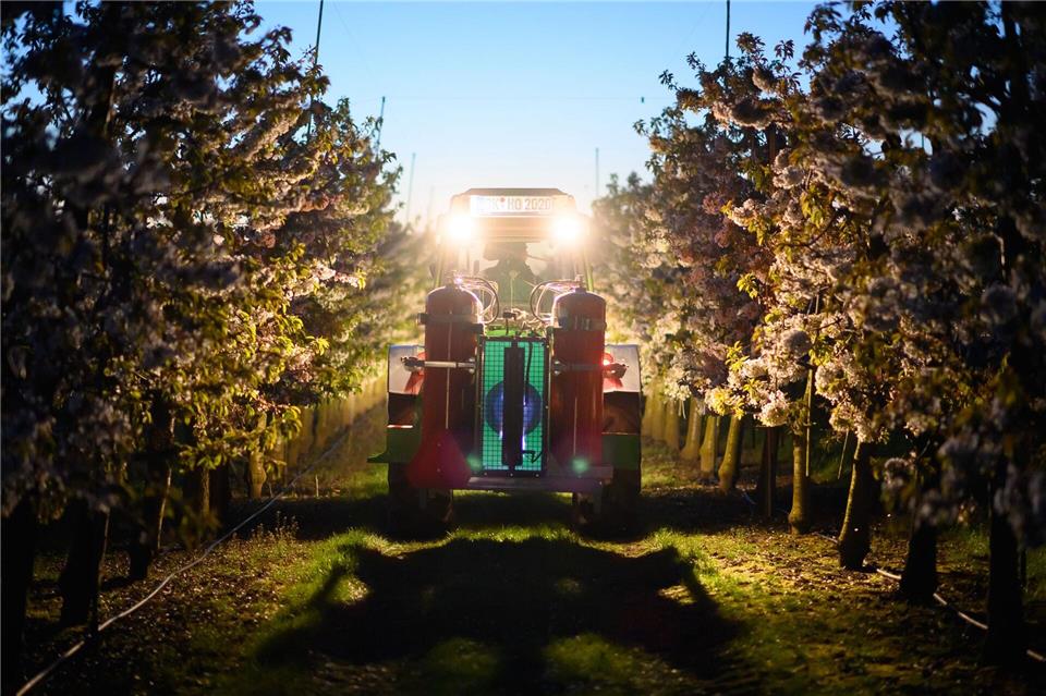 Die heiße Luft einer Gasflamme soll die Kirschblüten schützen.Klaus-Dietmar Gabbert/dpa