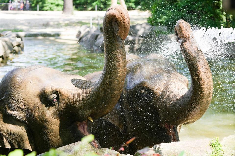 Die hohen Temperaturen machen den Elefanten nichts aus, sagt Zoo-Sprecherin Hanja Runge.Sven Kaeuler/dpa