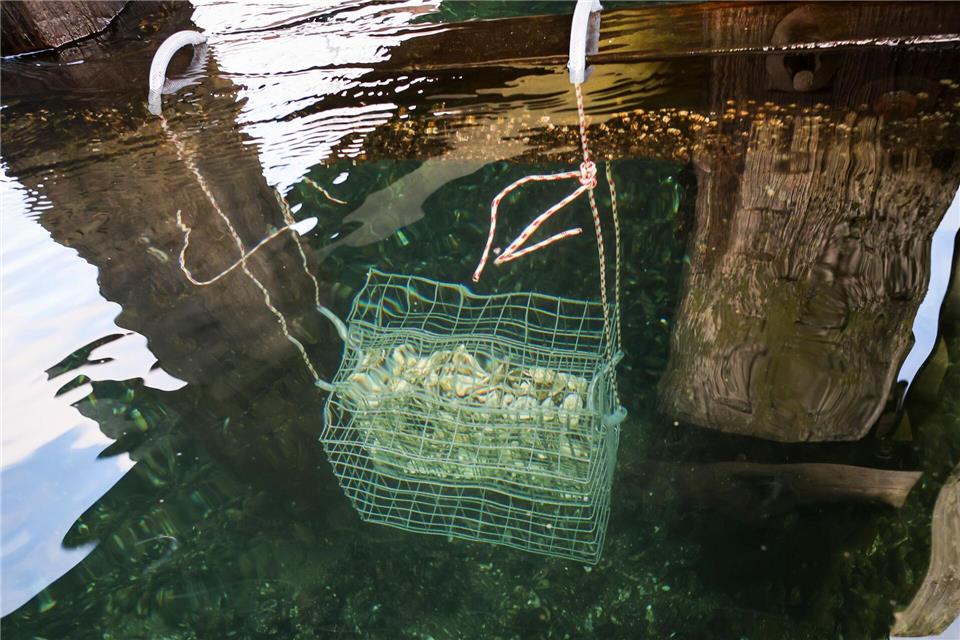 Die im Wasser hängenden Körbe sollen dem Fischnachwuchs Schutz vor Fressfeinden bieten.Christian Charisius/dpa