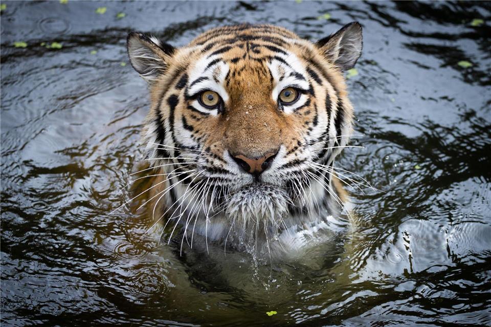 Die in einem russischen Zoo geborene Maruschka wurde 15 Jahre alt. (Archivfoto)Christian Charisius/dpa