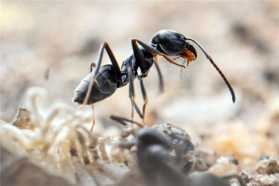 Die invasive Große Drüsenameise ist an ihrer tiefschwarzen Farbe und der enormen Koloniebildung zu erkennen.picture alliance/dpa