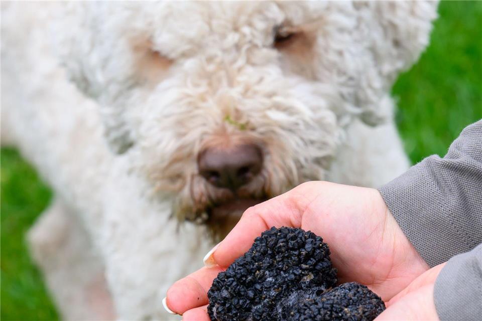 Die italienische Hundeart Lagotto Romagnolo eignet sich zur Ausbildung für die Trüffelsuche.Hendrik Schmidt/dpa