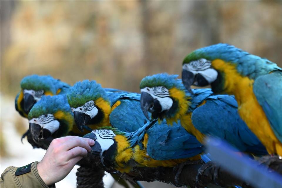 Die jährliche Vermessung und Zählung dient unter anderem dem Artenschutz.Shireen Broszies/dpa
