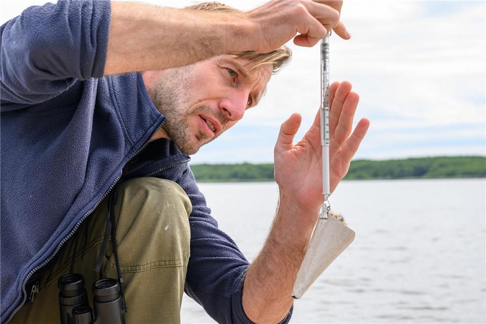 Die jüngsten Vögel wiegen nur etwa 40 Gramm.Patrick Pleul/dpa