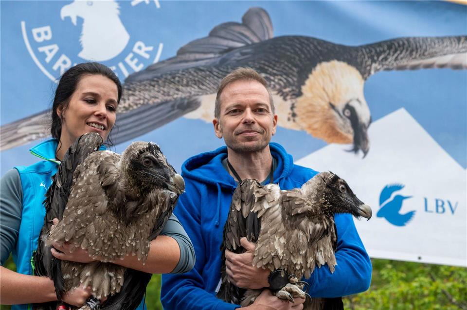Geier lernen fliegen - Generl hebt als Erste ab Die jungen Bartgeier Generl und Luisa wurden Ende Mai im Nationalpark Berchtrsgaden ausgewildert. (Archivfoto) Peter Kneffel/dpa