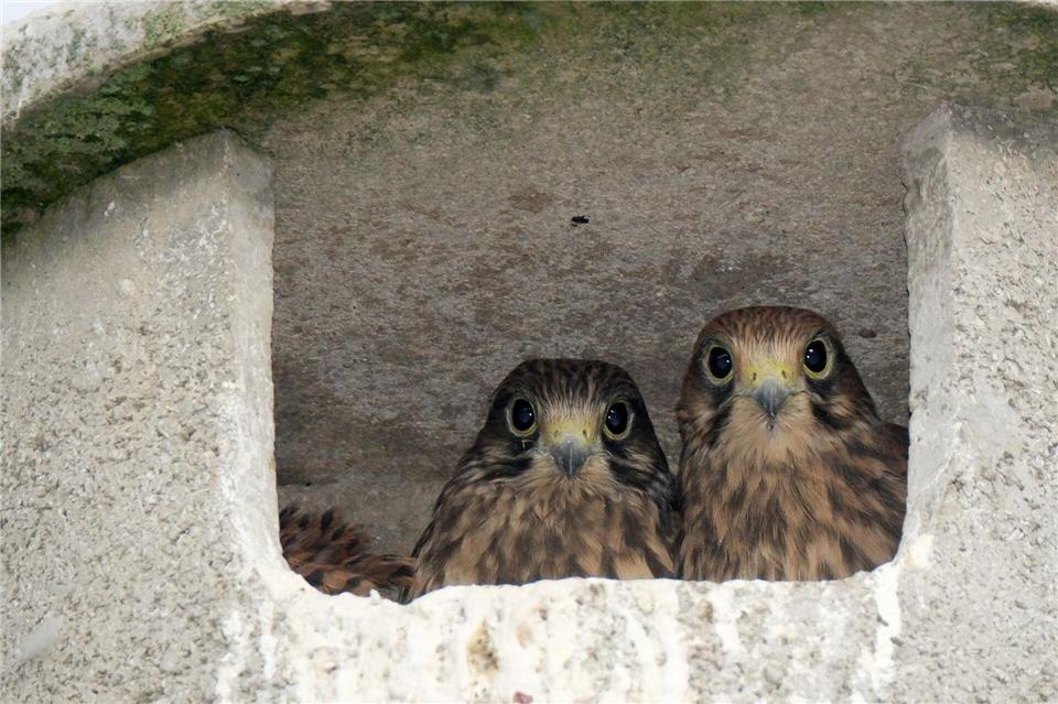 Die jungen Falken wurden an die Tierrettung übergeben. (Symbolbild)Sebastian Willnow/dpa