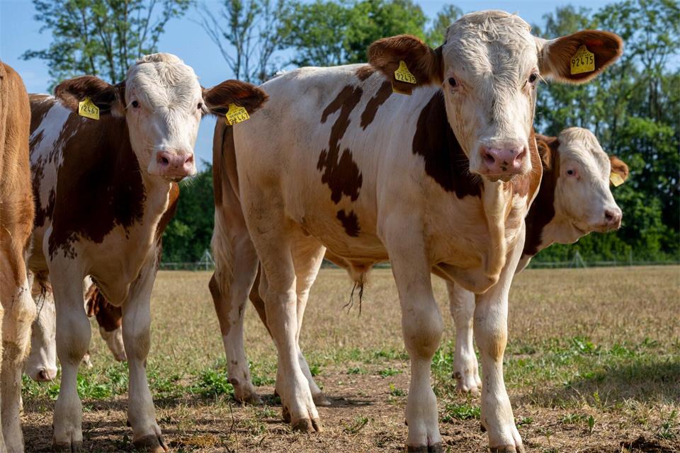 Die jungen Ochsen werden auf Gut Karlshof tiergerecht gehalten - bis sie auf dem Oktoberfest auf den Tellern hungriger Gäste landen.  Peter Kneffel/dpa