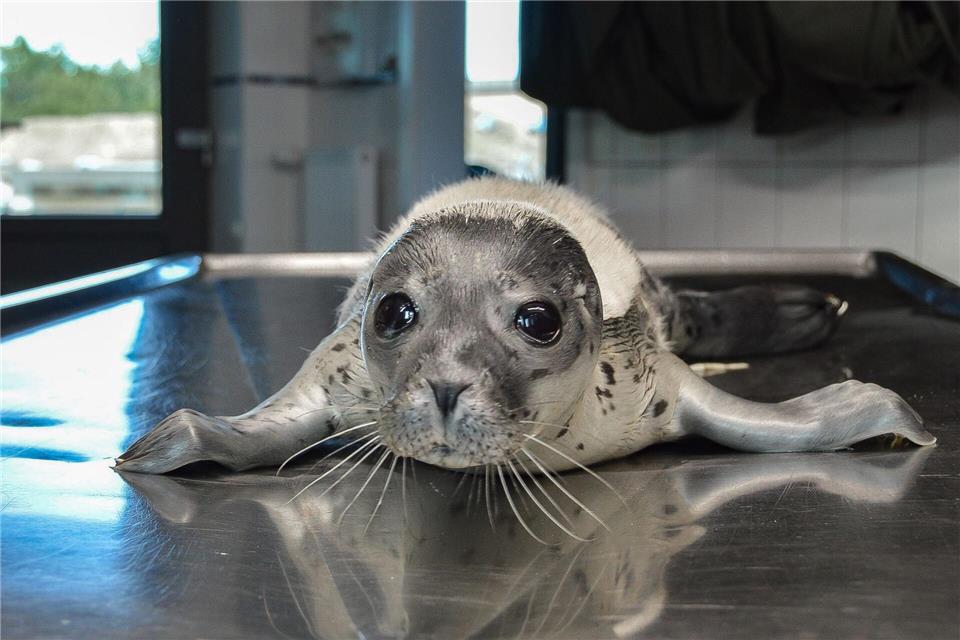 Die kleine Ariel ist der erste Seehundheuler der diesjährigen Geburtensaison.-/Seehundstation Friedrichskoog GmbH/dpa