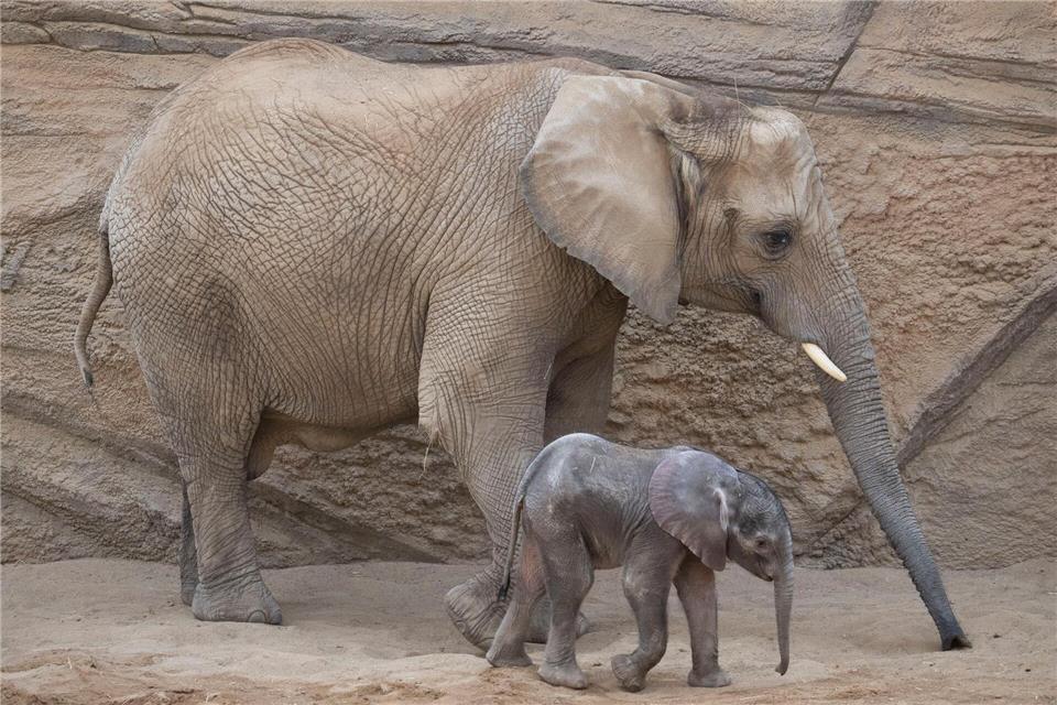 Die kleine „Kaja“ wiegt bereits rund 100 Kilogramm. Boris Roessler/dpa