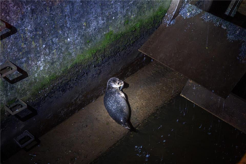 Die kleine Robbe wird nun wieder aufgepäppelt.Benjamin Nolte/dpa