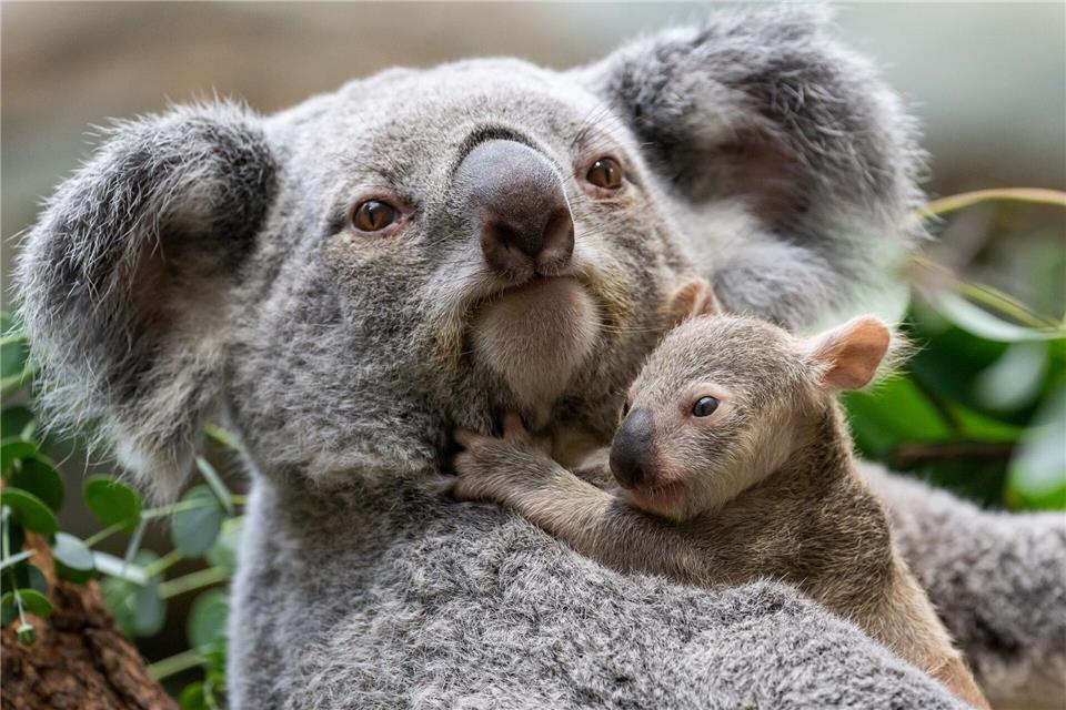 Stuttgarts Koala-Nachwuchs kommt neugierig aus den Beuteln Die kleinen Baby-Koalas haben ihre Beutel verlassen.Birgger Meierjohann/Wilhelma Stuttgart/dpa