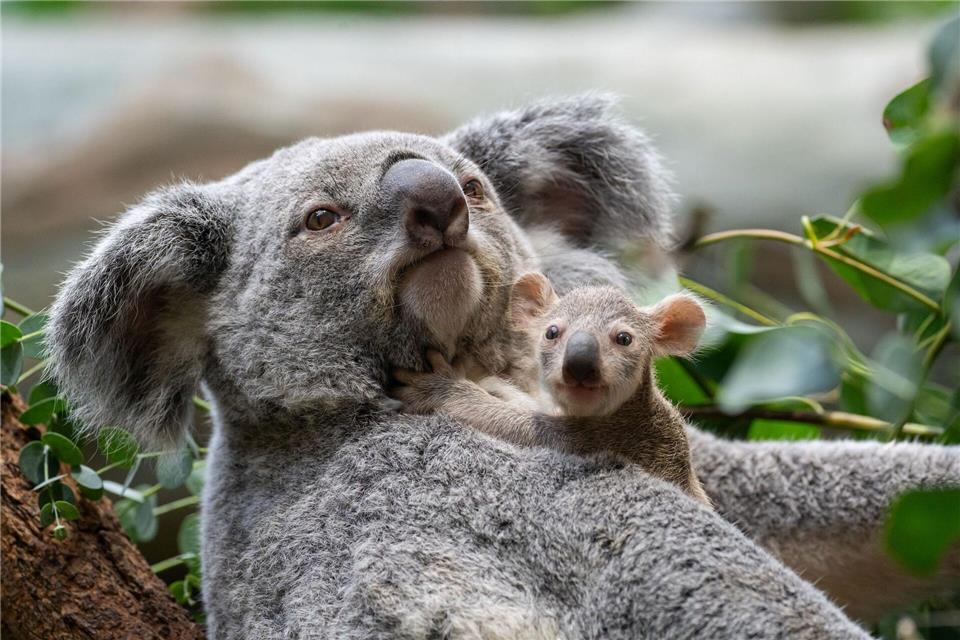 Stuttgarts Koala-Nachwuchs kommt neugierig aus den Beuteln Die kleinen Baby-Koalas schauen ab und an schon neugierig, was sich um sie herum so tut.Birger Meierjohann/Wilhelma/dpa