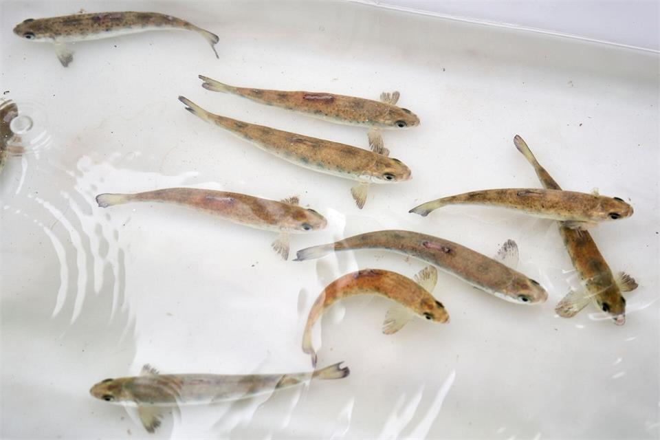 Die kleinen Fische werden in mehreren Flüssen von Rheinland-Pfalz ausgewildert. (Archivbild)Sascha Ditscher/dpa