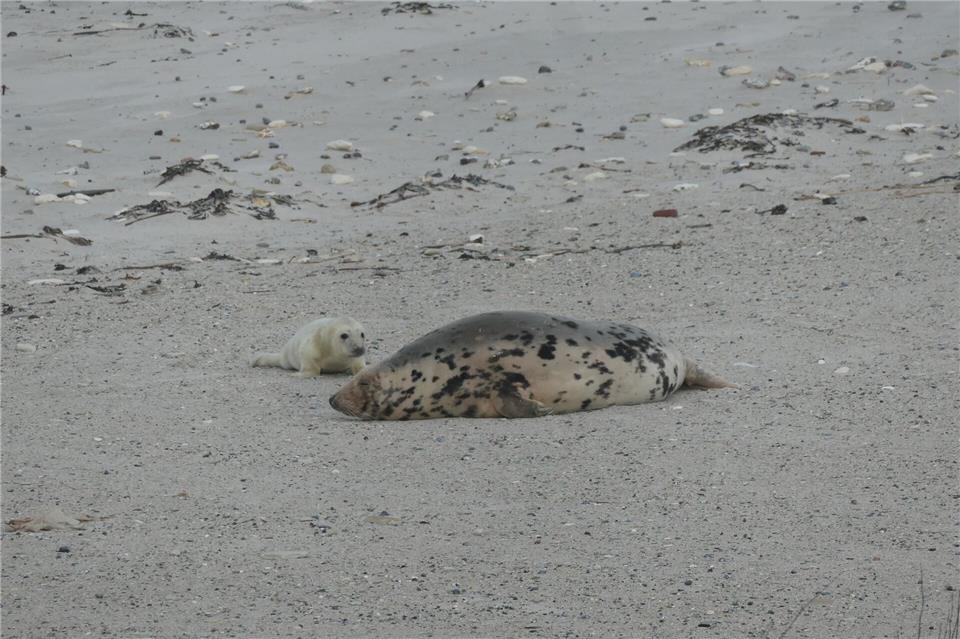 Die kleinen Kegelrobben, wie hier aus dem vergangenen Winter, sind ein wahrer Touristenmagnet. (Archivbild)Helge Toben/dpa