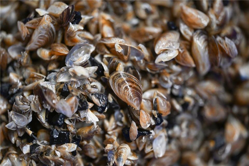 Die kleinen Muscheln entwickeln sich zum Problemfall. (Archivbild) Felix Kästle/dpa